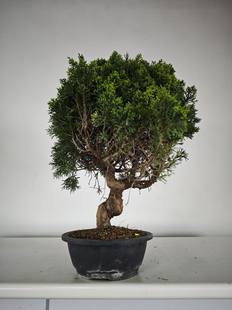 *K 1. Juniperus chinensis kyushu 230 euros con envio gratis peninsula.