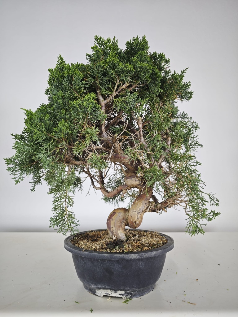 *K 2. Juniperus chinensis kyushu 230 euros con envio gratis peninsula.