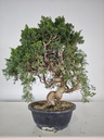 *K 2. Juniperus chinensis kyushu 230 euros con envio gratis peninsula.