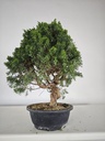 *K 2. Juniperus chinensis kyushu 230 euros con envio gratis peninsula.