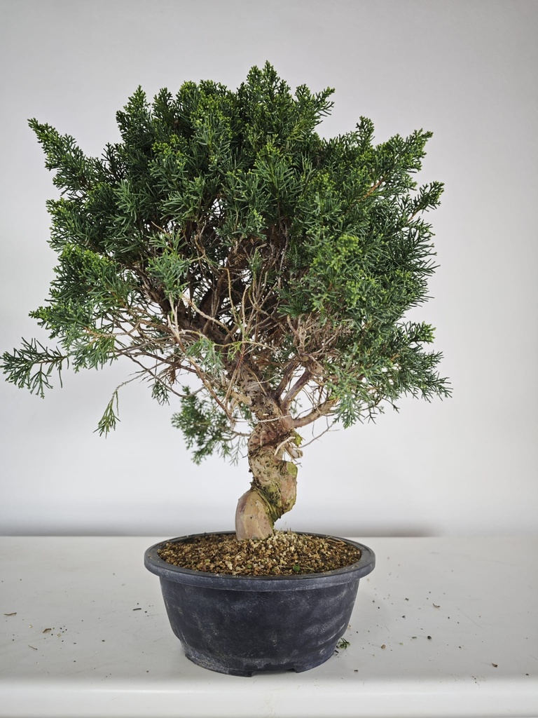 *K 3. Juniperus chinensis kyushu 230 euros con envio gratis peninsula.