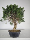 *K 3. Juniperus chinensis kyushu 230 euros con envio gratis peninsula.