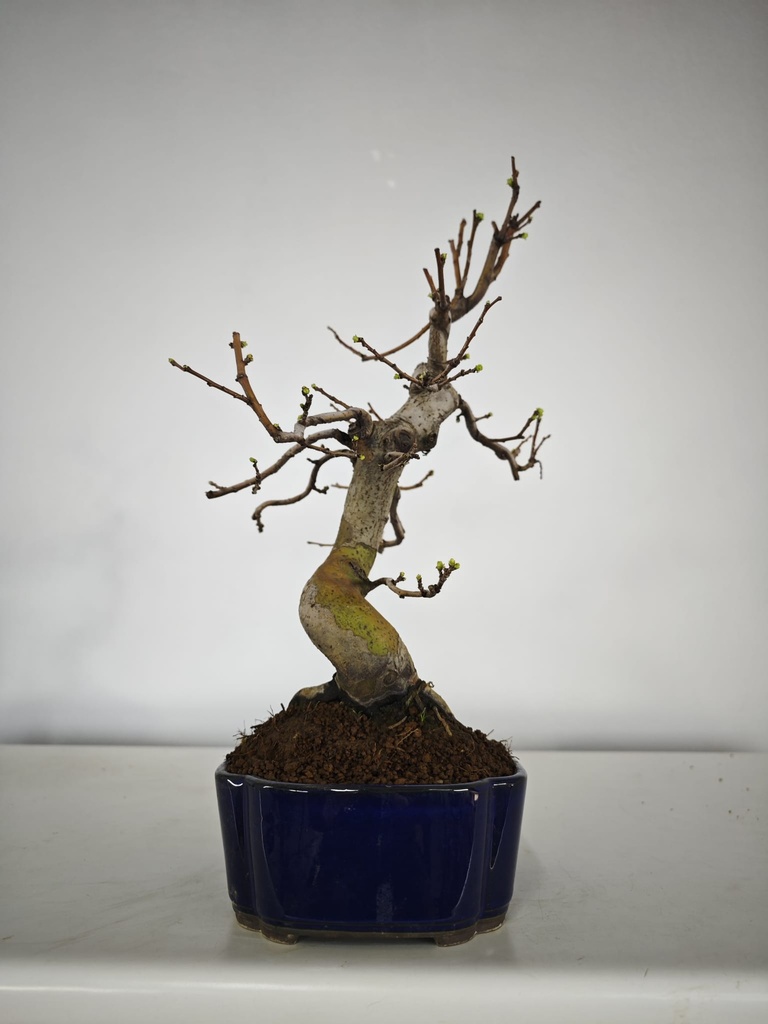 *Ch 1. Chaenomeles 250 euros con envio gratis peninsula.