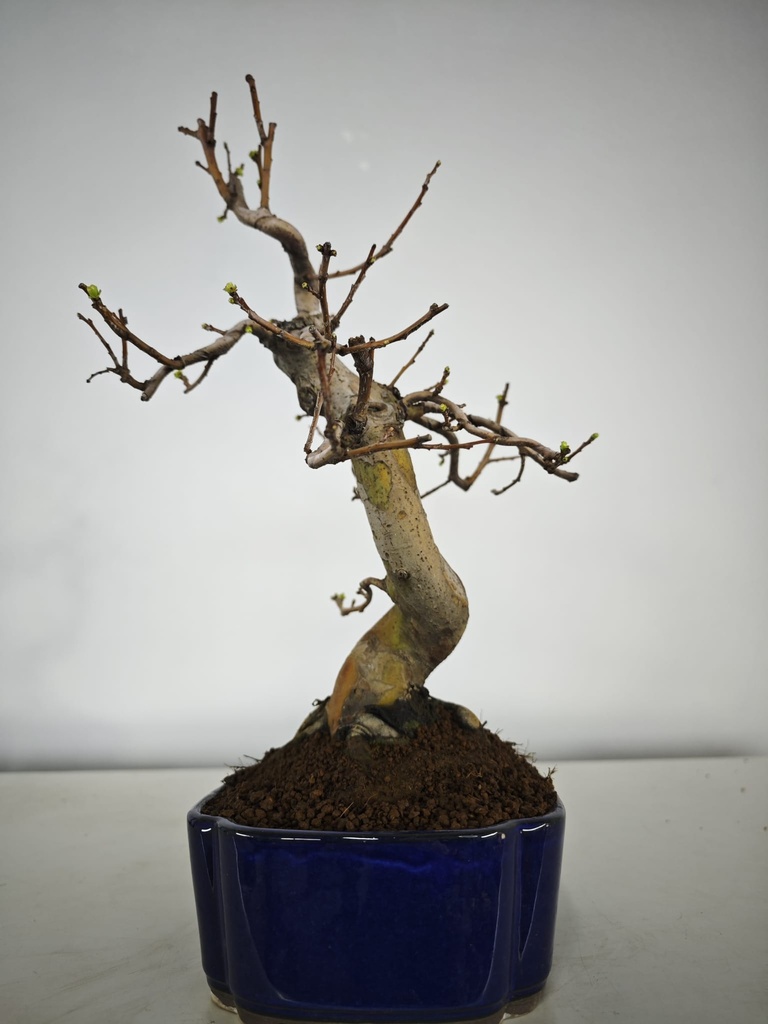 *Ch 1. Chaenomeles 250 euros con envio gratis peninsula.