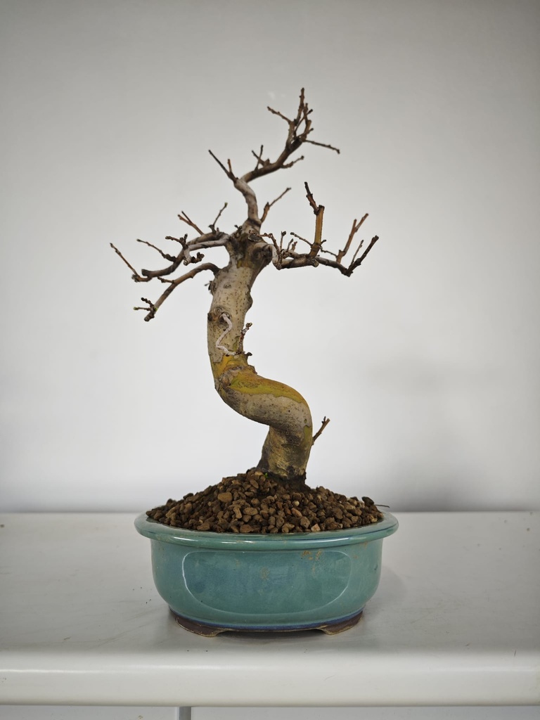 *Ch 2. Chaenomeles 250 euros con envio gratis peninsula.