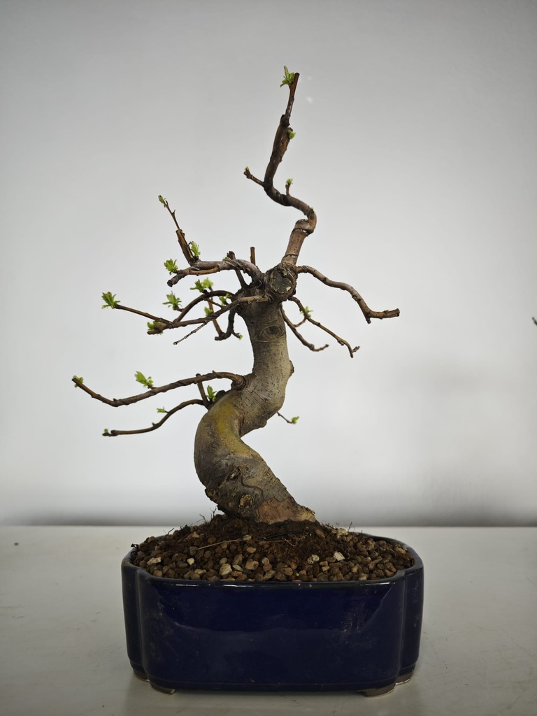 *Ch 3. Chaenomeles 250 euros con envio gratis peninsula.