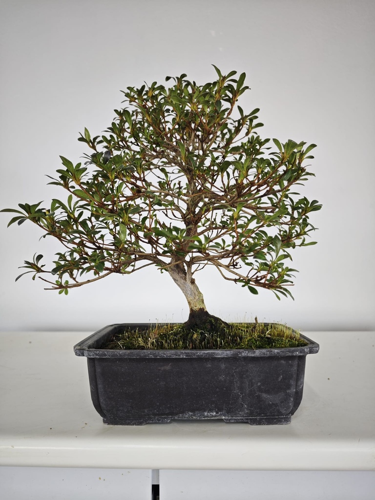 * A 5. Rhododendron 220 euros con envio gratis peninsula-