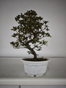 * A 6. Rhododendron 90 euros con envio gratis peninsula.