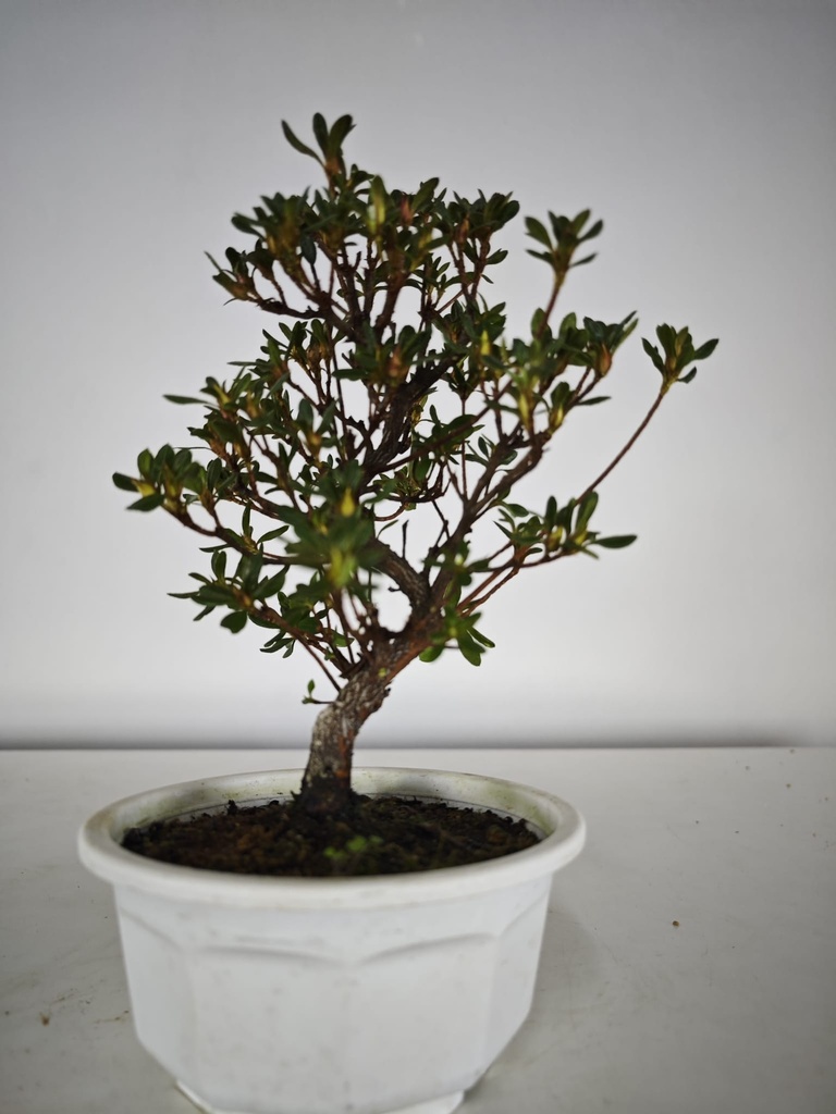 * A 7. Rhododendron 90 euros con envio gratis peninsula.