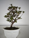 * A 7. Rhododendron 90 euros con envio gratis peninsula.