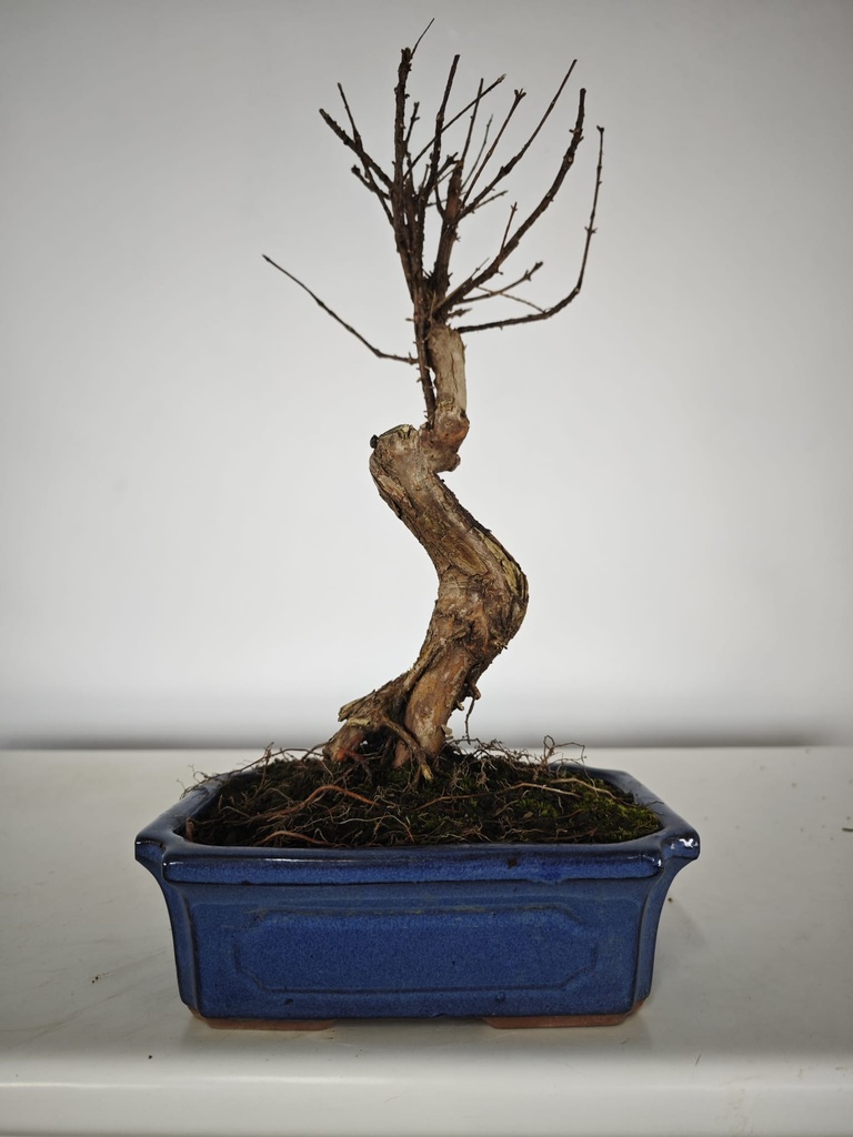 *M 2. Metasequoia 95 euros con envio gratis peninsula