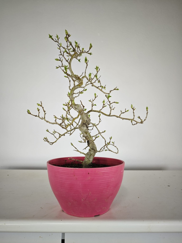 * Cr 1. Crataegus cuneata 170 euros con envio gratis peninsula.