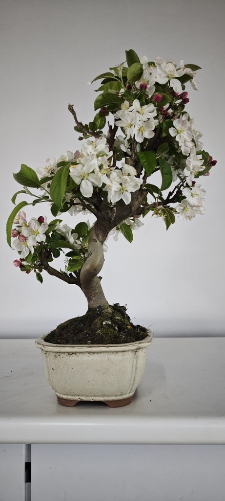 *M 3. Malus 100 euros con envio gratis peninsula.