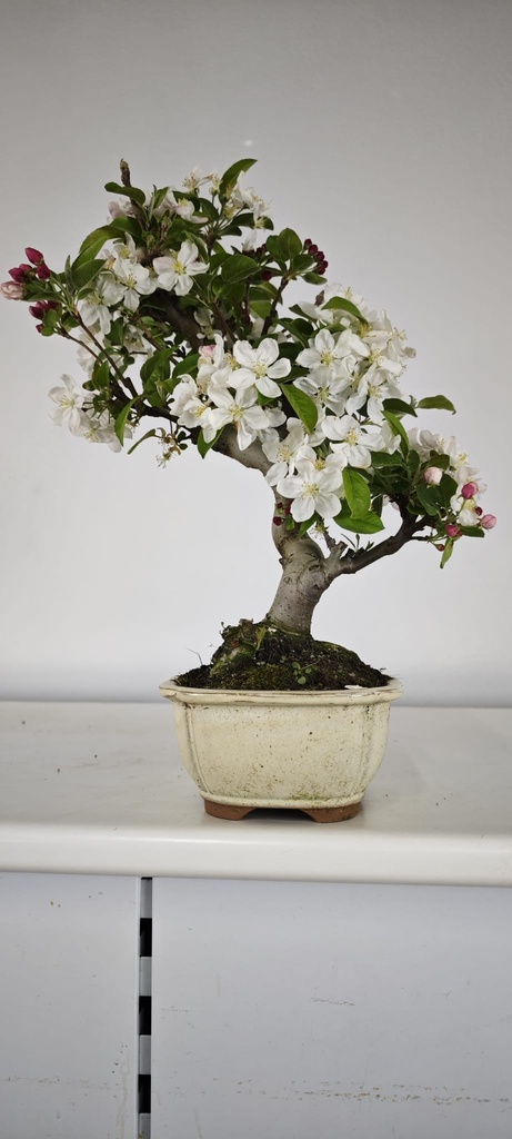 *M 3. Malus 100 euros con envio gratis peninsula.