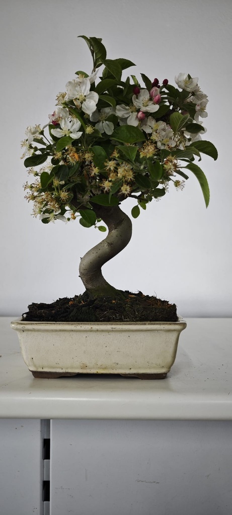 *M 5. Malus 100 euros con envio gratis peninsula.