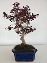 *L 21. Loropetalum 100 euros con evio gratis peninsula.
