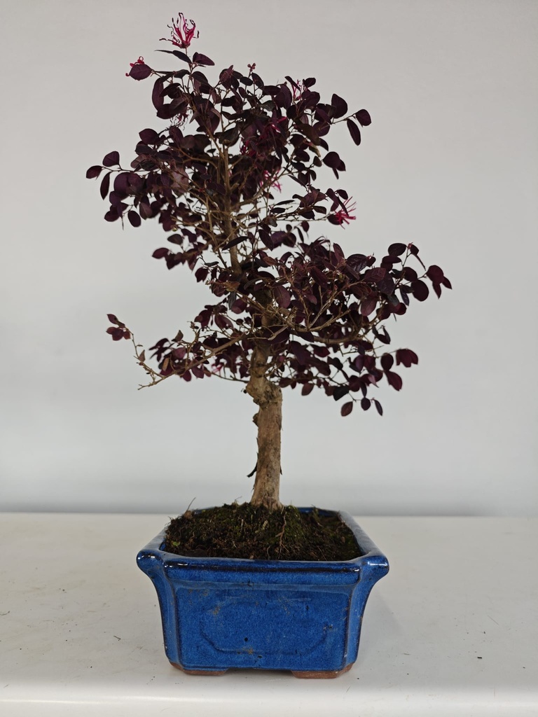 *L 23. Loropetalum 100 euros con evio gratis peninsula.