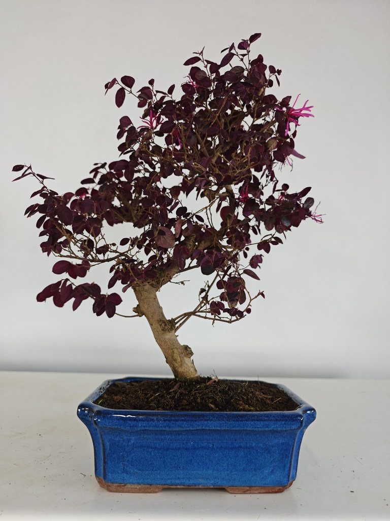 *L 24. Loropetalum 100 euros con evio gratis peninsula.