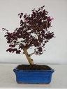 *L 24. Loropetalum 100 euros con evio gratis peninsula.