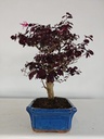 *L 24. Loropetalum 100 euros con evio gratis peninsula.