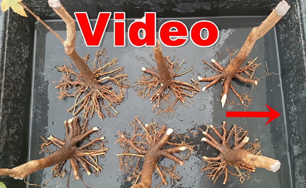 N.º 1 Acer buergerianum 45 euros envio gratis península.