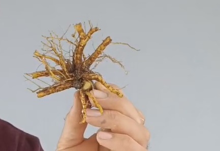 G 1. Granado nejikan 45 euros con envio gratis peninsula y Portugal. Passport 25/00006