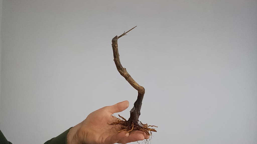 G 2 Granado nejikan 120 euros con envio incluido peninsula y Portugal. Passport 25/00006