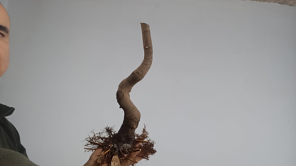 H1. Ficus carica/ 200€