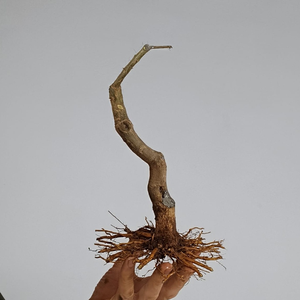 G23. Granado nejikan/ 180