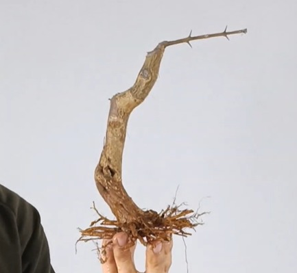 G27. Granado nejikan/ 175€