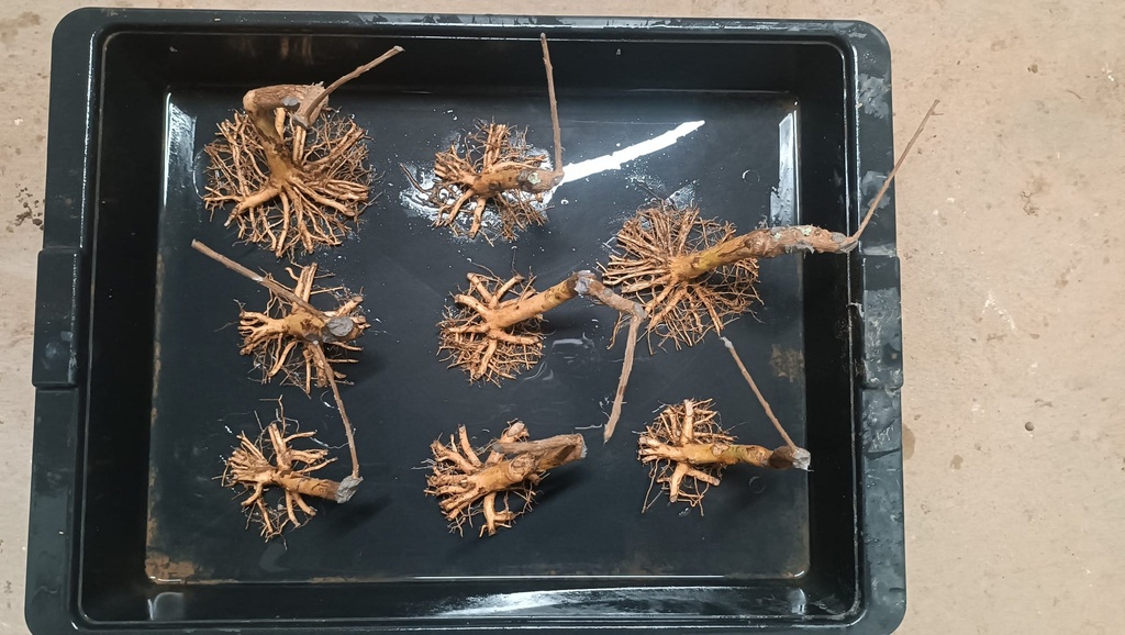 H 5. Ficus carica deble tronco, 75 euros con envio gratis peninsula.