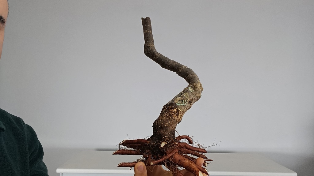 T 7. Tamarix 120 euros con envio gratis peninsula.