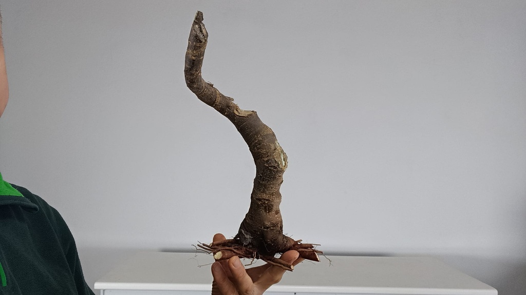 T 12. Tamarix 120 euros con envio gratis peninsula.