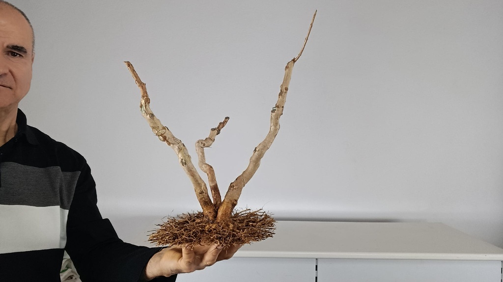 L 4. Lagestroemia indica 200 euros con envio gratios peninsula.