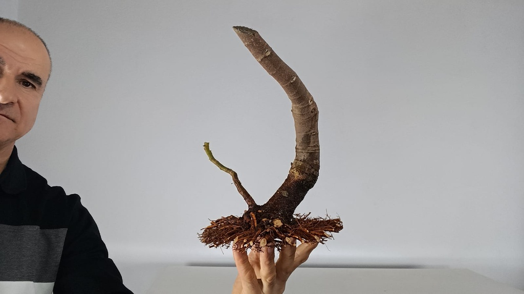 H 14 Ficus carica 180 euros con envio gratis peninsula.