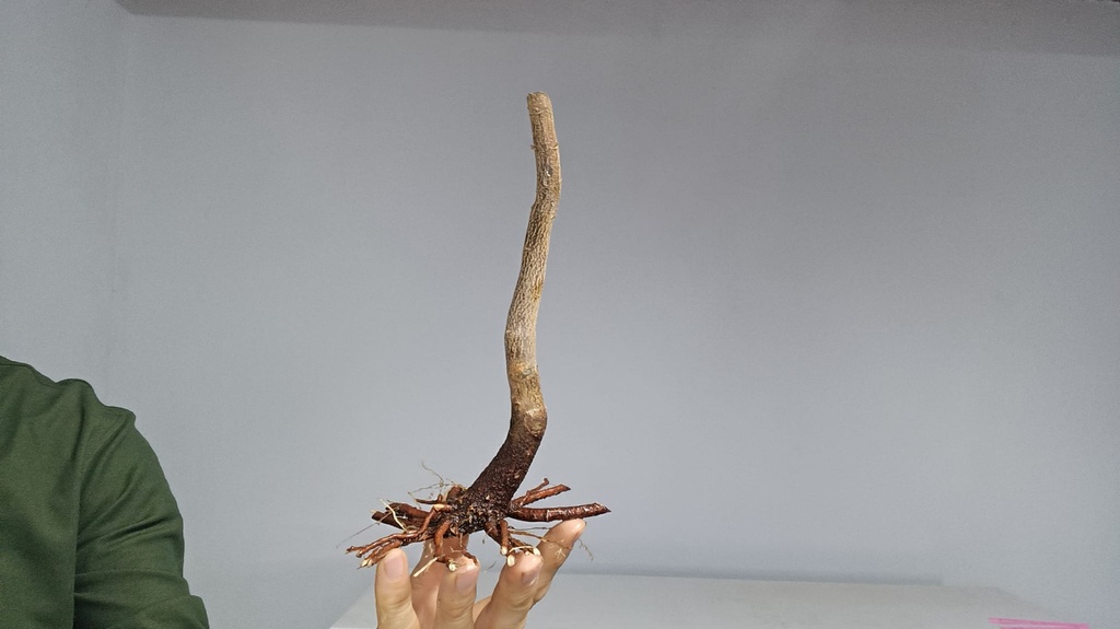 B 16. Acer buergerianum 120 euros con envio gratis peninsula.