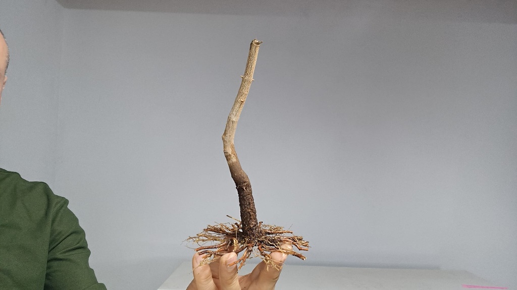 B 18. Acer buergerianum 120 euros con envio gratis peninsula.