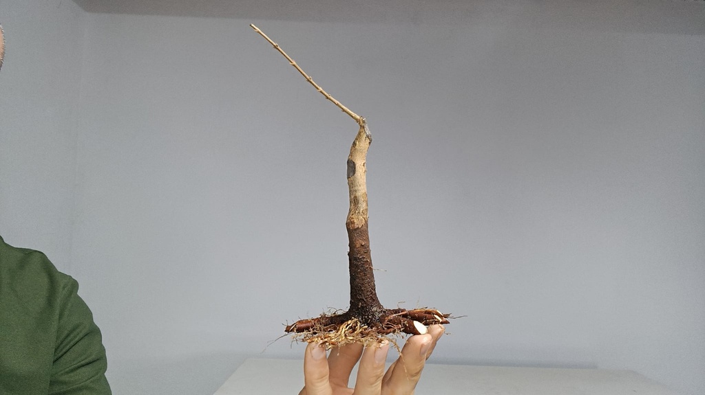 B 20. Acer buergerianum 120 euros con envio gratis peninsula.