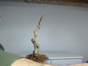 J 2. Jazmin grandiflorum 380 euros con envio gratis peninsula.