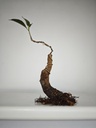 R 1. Ficus retusa 120 euros con envio gratis peninsula.
