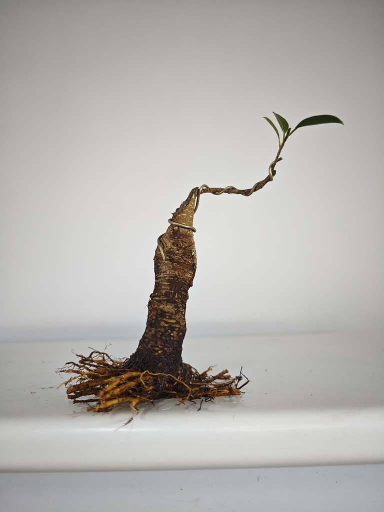 R 2. Ficus retusa 120 euros con envio gratis peninsula.