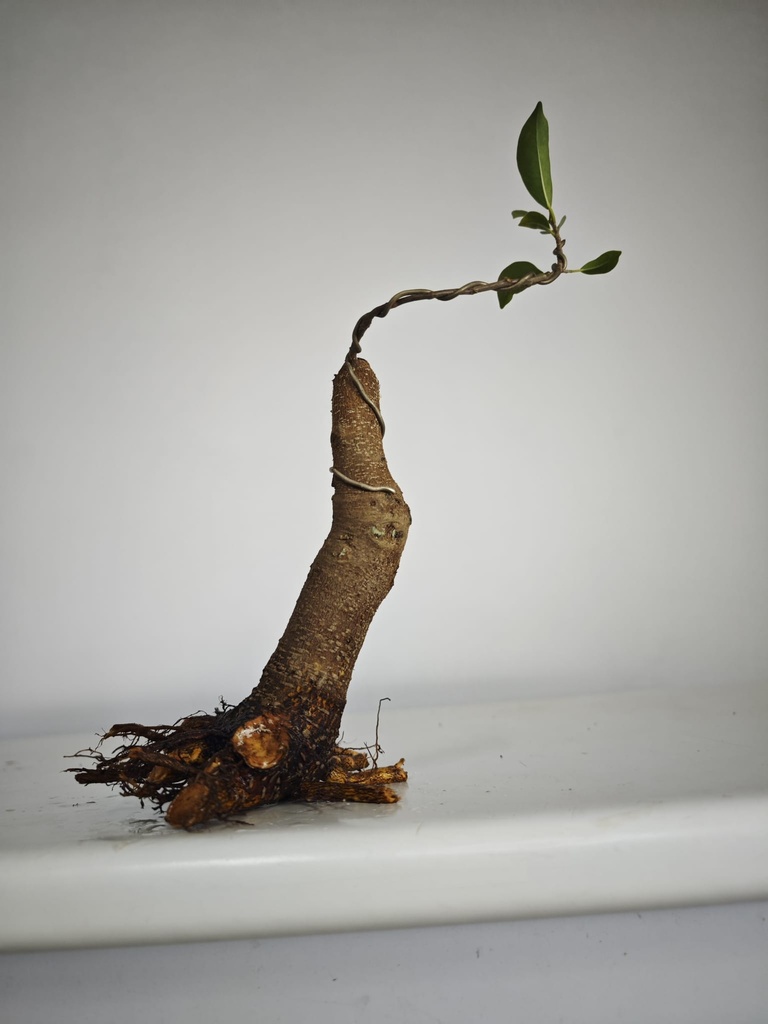 R 3. Ficus retusa 120 euros con envio gratis peninsula.