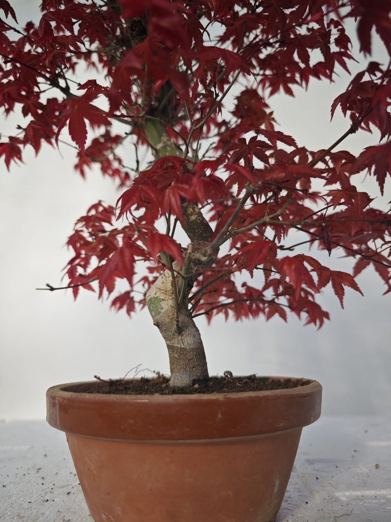 *D 22. Acer palmatum deshojo 150 euros con envio gratis peninsula.