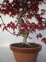*D 23. Acer palmatum deshojo 220 euros con envio gratis peninsula.