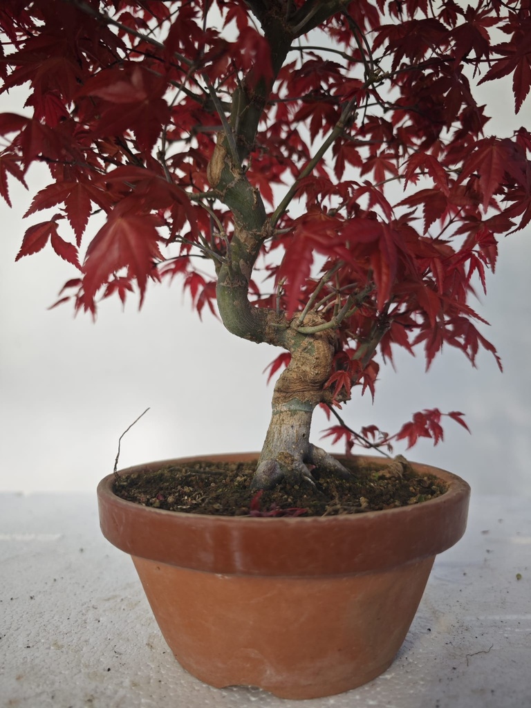 *D 25. Acer palmatum deshojo 150 euros con envio gratis peninsula.