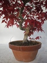 *D 25. Acer palmatum deshojo 150 euros con envio gratis peninsula.