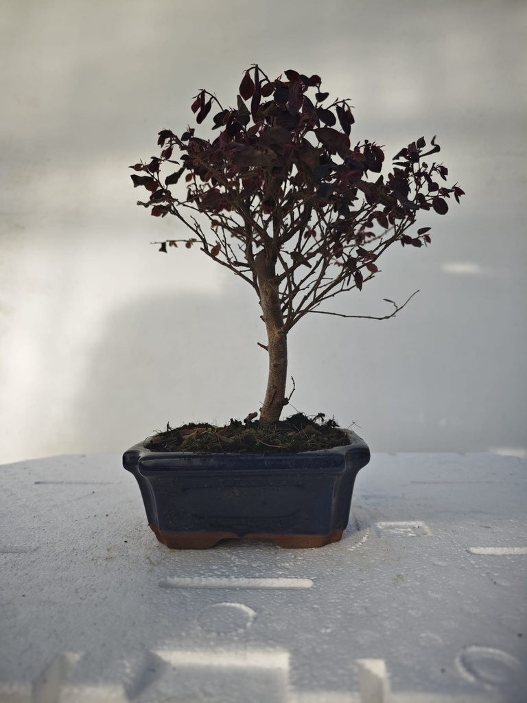 *Loropetalum 45 euros con evio gratis peninsula.