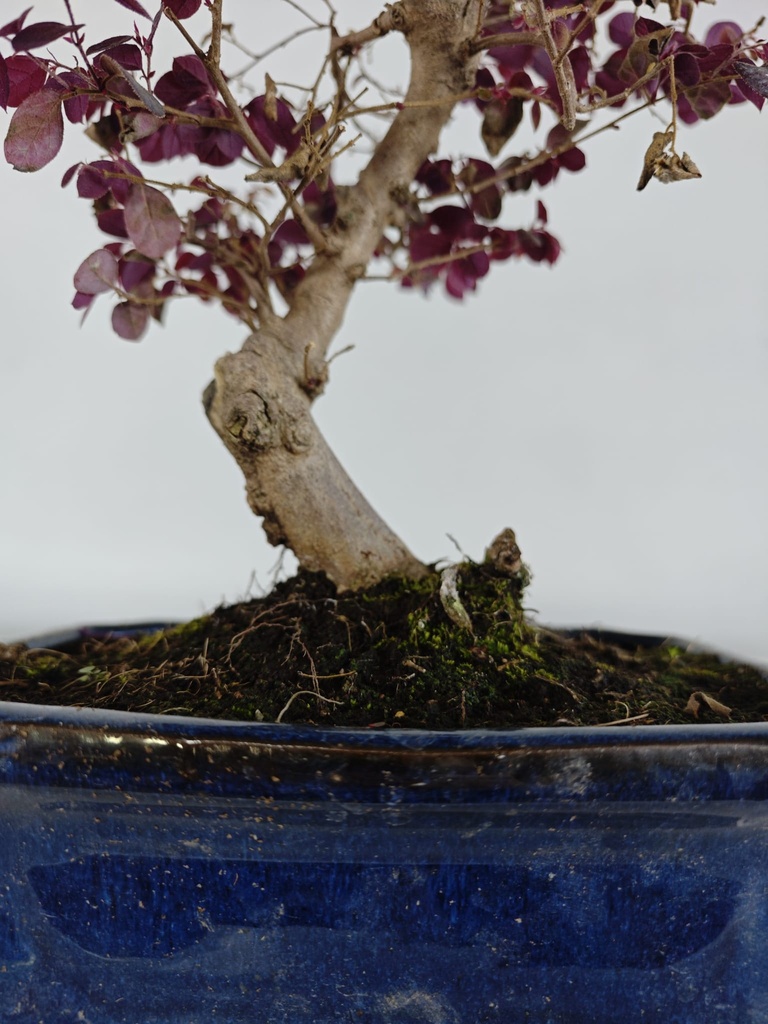 *L 21. Loropetalum 75 euros con evio gratis peninsula.