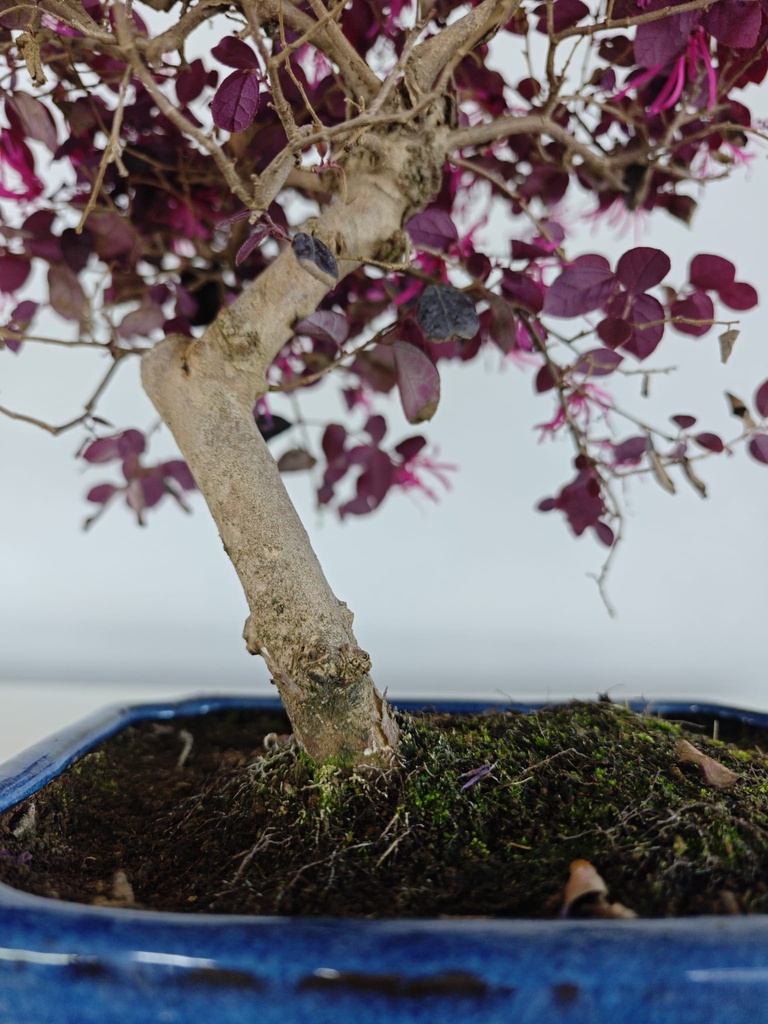 *L 22. Loropetalum 75 euros con evio gratis peninsula.