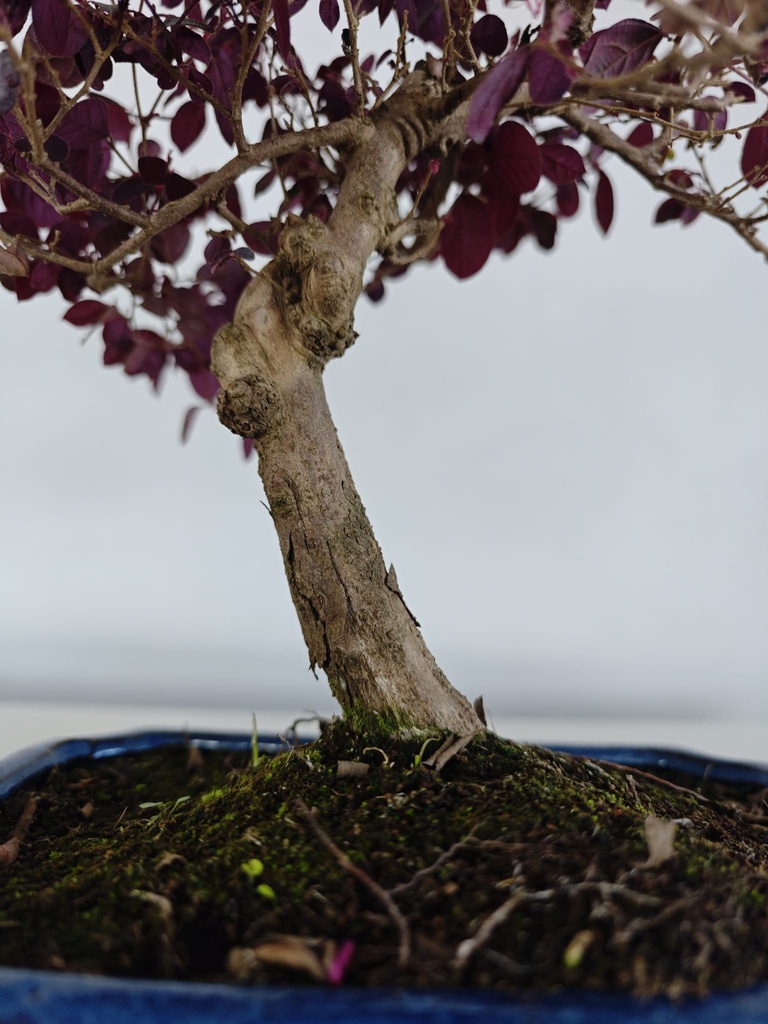 *L 23. Loropetalum 100 euros con evio gratis peninsula.